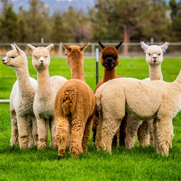 Alpaca Walk for a Family of Four 