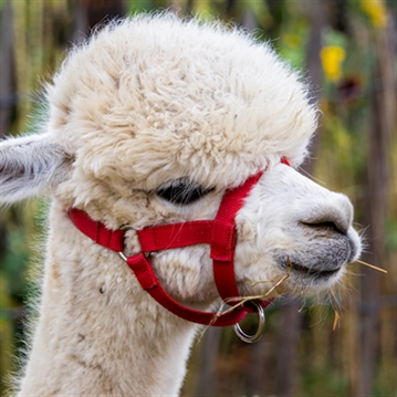 Alpaca Walk for a Family of Four 