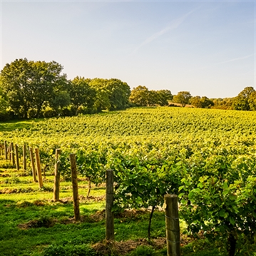 Tour and Tasting for Two at Chapel Down Vineyard