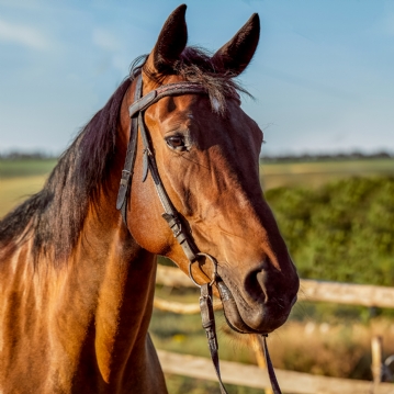 2 Hour Private Meditation Session with Horses for Two