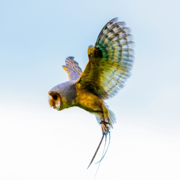 Bird Photography Experience 