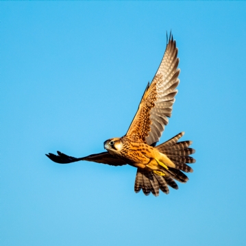 Bird Photography Experience 