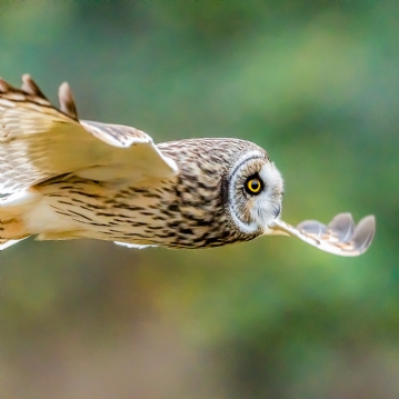 Bird Photography Experience 