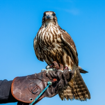 Bird Photography Experience 