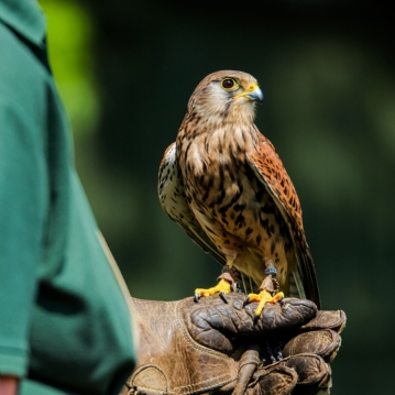Bird Photography Experience 