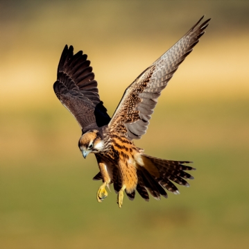 Bird Photography Experience 