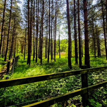 Two Night Glamping Pod Escapes at Sherwood Forest