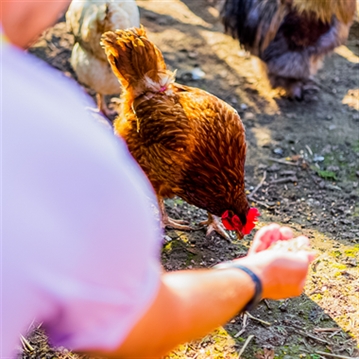 Pod Escapes at Stanly Villa Farm for Two