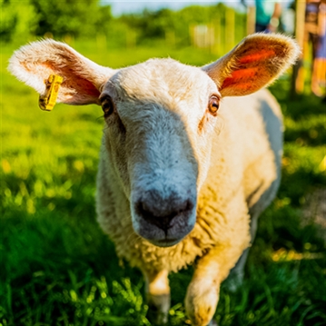 Pod Escapes at Stanly Villa Farm for Two