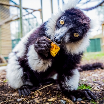 Meerkat and Lemur Experience for Two