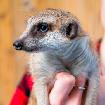 Meerkat and Lemur Experience for Two