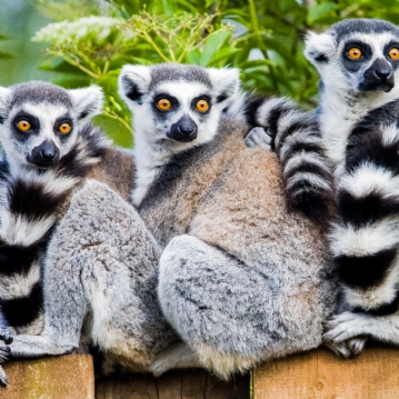 Meerkat and Lemur Experience for Two