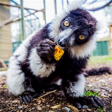 Meerkat and Lemur Experience for Two