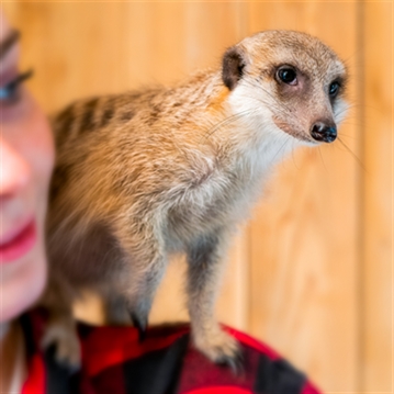 Meerkat and Lemur Experience for Two