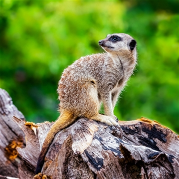 Meerkat and Lemur Experience for Two