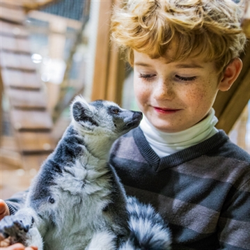 Meerkat and Lemur Experience for Two