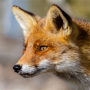 Fox Encounter for Two at Ark Wildlife Park
