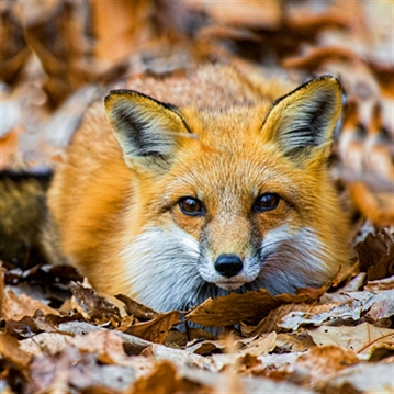 Fox Encounter for Two at Ark Wildlife Park