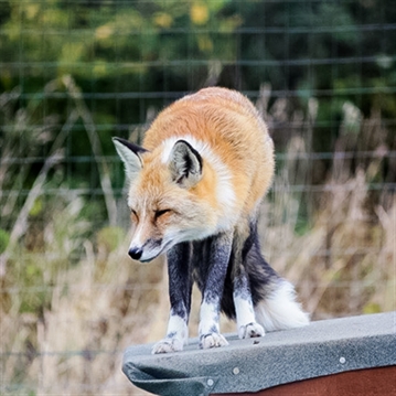 Fox Encounter for Two at Ark Wildlife Park