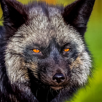 Fox Encounter for Two at Ark Wildlife Park