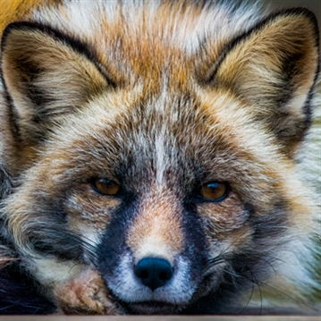 Fox Encounter for Two at Ark Wildlife Park