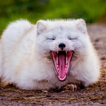 Fox Encounter for Two at Ark Wildlife Park