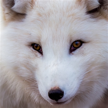 Fox Encounter for Two at Ark Wildlife Park
