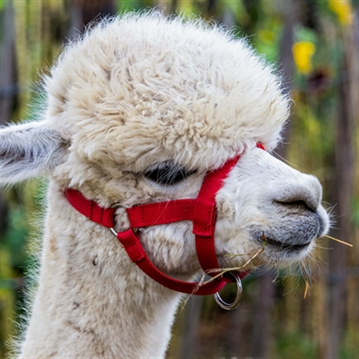 Alpaca Trekking Experience for Two at Eagle Heights Wildlife Foundation