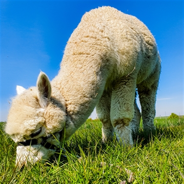 Alpaca Trekking Experience for Two at Eagle Heights Wildlife Foundation