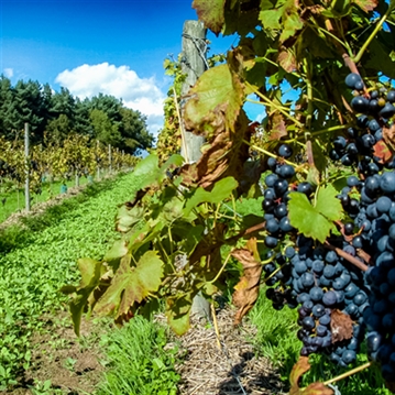 Sedlescombe Vineyard Tour for Two