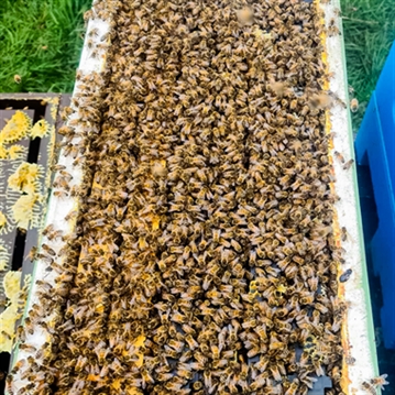Half Day Beekeeping Experience For Two at More Bees Please 