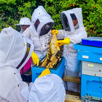 Half Day Beekeeping Experience For Two at More Bees Please 