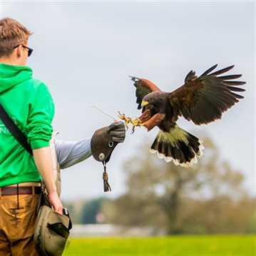 Hawk Walk Experience