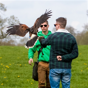Hawk Walk Experience