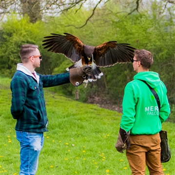 Hawk Walk Experience