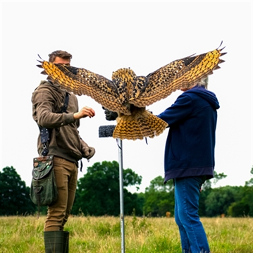 Hawk Walk Experience