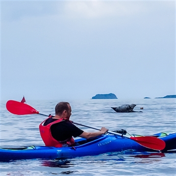 Sea Kayak Sunset Tour & Wild Food