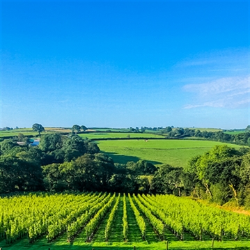 Tour and Tasting for Two at The Velfrey Vineyard
