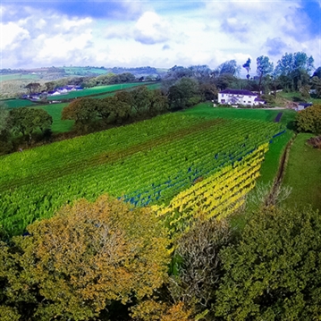 Tour and Tasting for Two at The Velfrey Vineyard