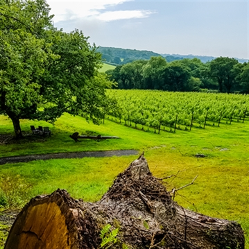 Tour and Tasting for Two at The Velfrey Vineyard