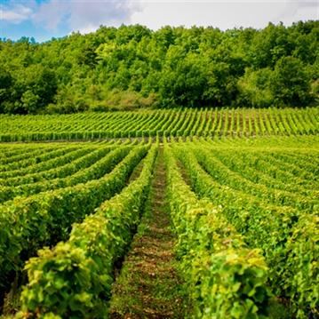 Tour and Tasting for Two at The Velfrey Vineyard