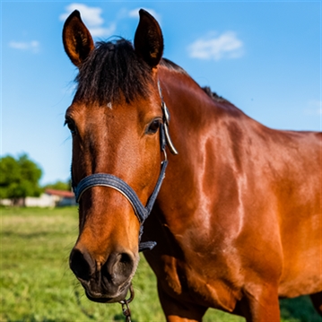 Meet the Pigs for Two