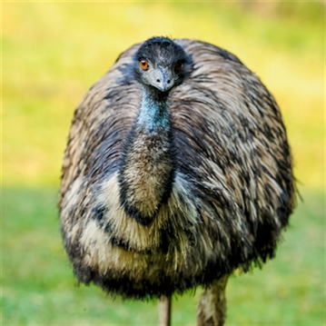 Meet the Pigs for Two