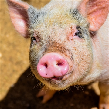 Meet the Pigs for Two