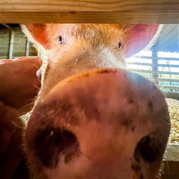 Meet the Pigs for Two