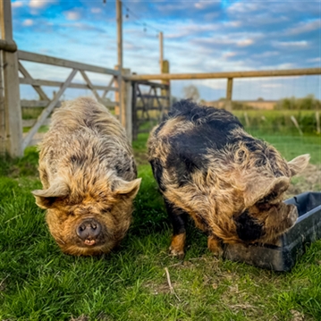 Meet the Pigs for Two