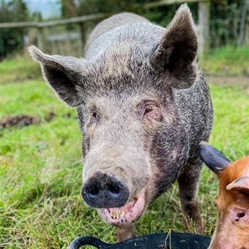 Meet the Pigs for Two
