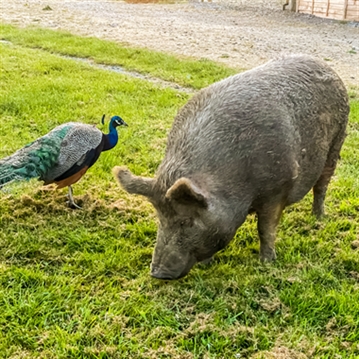 Meet the Pigs for Two