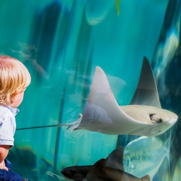 Family Entrance to SEA LIFE London Aquarium & Meal at Las Iguanas