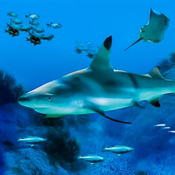 Family Entrance to SEA LIFE London Aquarium & Meal at Las Iguanas